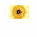 Sunflower T-Shirt by tomkatx2 Sunflower T-Shirt