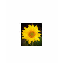 Sunflower T-Shirt by pammys Sunflower T-Shirt