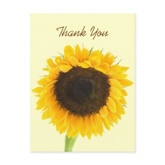 Sunflower Thank You Postcard postcard