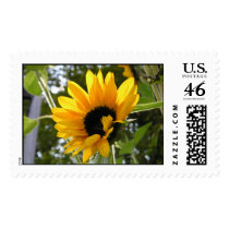 Sunflower @ The Children's Garden Stamps
