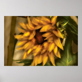 Sunflower - The Sunflower Print