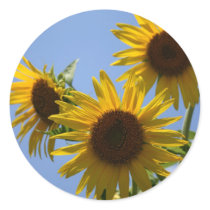 Sunflower Trip, S Cyr stickers