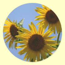 Sunflower Trip, S Cyr stickers