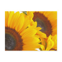 Sunflower Triplettes postcards