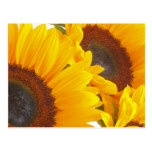Sunflower Triplettes Postcards