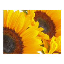 Sunflower Triplettes Postcards