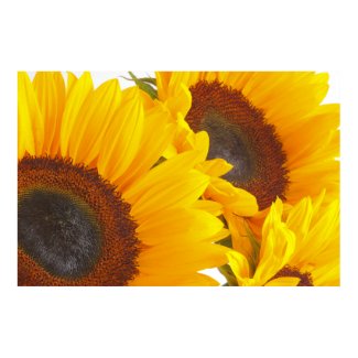 Sunflower Triplettes Poster print