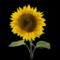 Sunflower t-shirts