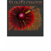 Sunflower t-shirts