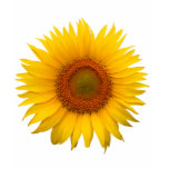 Sunflower t-shirts