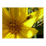 Sunflower with a Bug posters