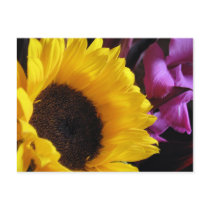 Sunflower with Purple Iris Postcards