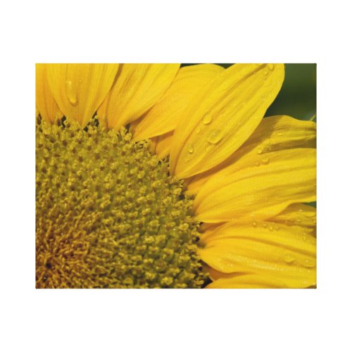 Sunflower With Raindrops Canvas Canvas Print