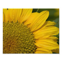Sunflower With Raindrops