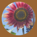 Sunflower with Unique Red Leaves stickers
