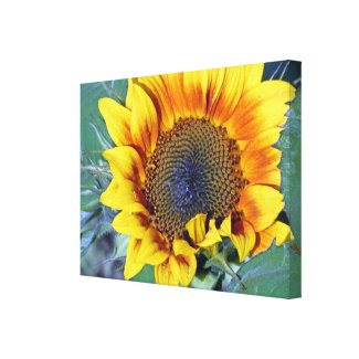 sunflower with water droplets wrappedcanvas