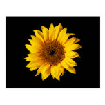 Sunflower Yellow on Black - Customized Sun Flowers Postcard