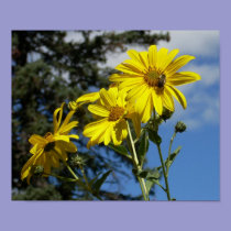 sunflowernbumblebee posters