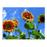 Sunflowers 2 postcards