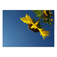 Sunflowers Against a Blue Sky card