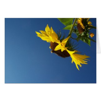 Sunflowers Against a Blue Sky card