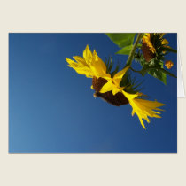 Sunflowers Against a Blue Sky cards