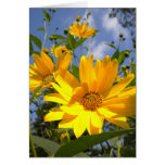 Sunflowers All Occasion Card