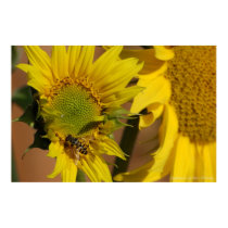 Sunflowers and Hoverfly Poster