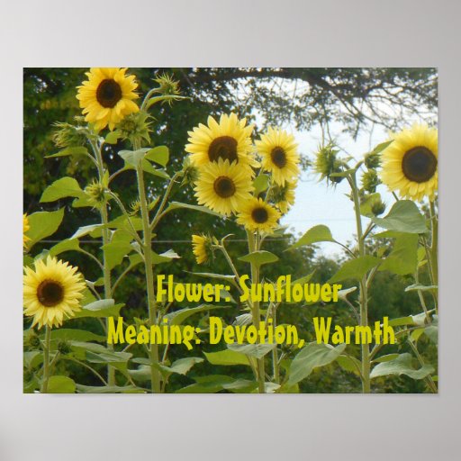 Sunflowers and Meaning Poster Zazzle
