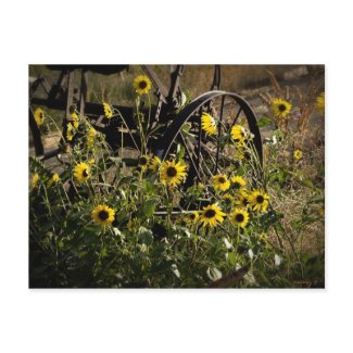 Sunflowers and Tractor postcard
