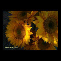 Sunflowers at Dusk posters