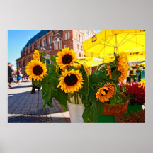 Sunflowers at the Main Square, Krakow, Poland Poster
