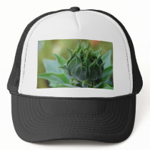 Sunflowers Buds Green hats