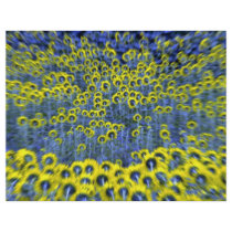 Sunflowers, Burnstown, Ontario, Canada at the Corn Custom Flyer