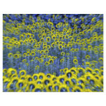 Sunflowers, Burnstown, Ontario, Canada at the Corn flyers