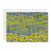 Sunflowers, Burnstown, Ontario, Canada  flowers Invitation