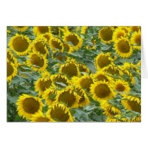 Sunflowers cards