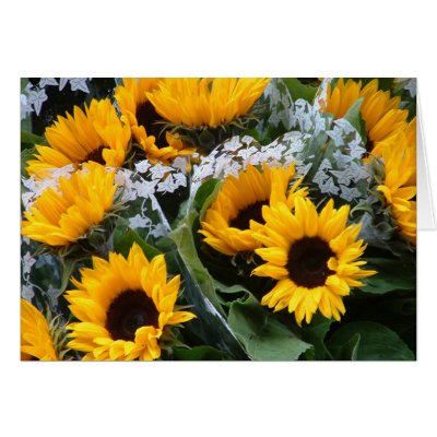 Sunflowers Greeting Cards by peterspooner