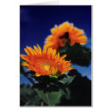 Sunflowers cards by Jack_of_Arts Sunflowers cards