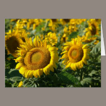 Sunflowers cards