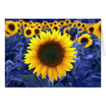 Sunflowers Card