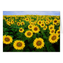 Sunflowers Cards