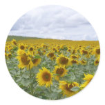 Sunflowers field - champ de tournesols - girasol sticker