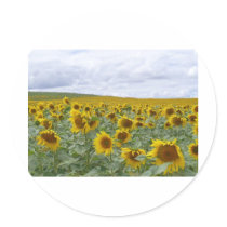 Sunflowers field - champ de tournesols - girasol sticker