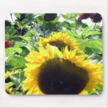 Sunflowers Field  Mousepad