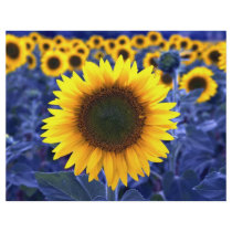 Sunflowers Flyer
