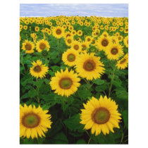Sunflowers Personalized Flyer