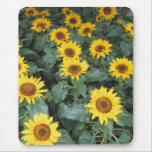 Sunflowers Forever Mouse Pad mousepads