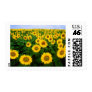 Sunflowers Forever