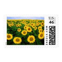 Sunflowers Forever Postage